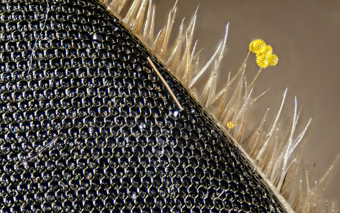 Pollen Clinging to a Horse Fly’s Eyelashes? Weird and Wonderful!
