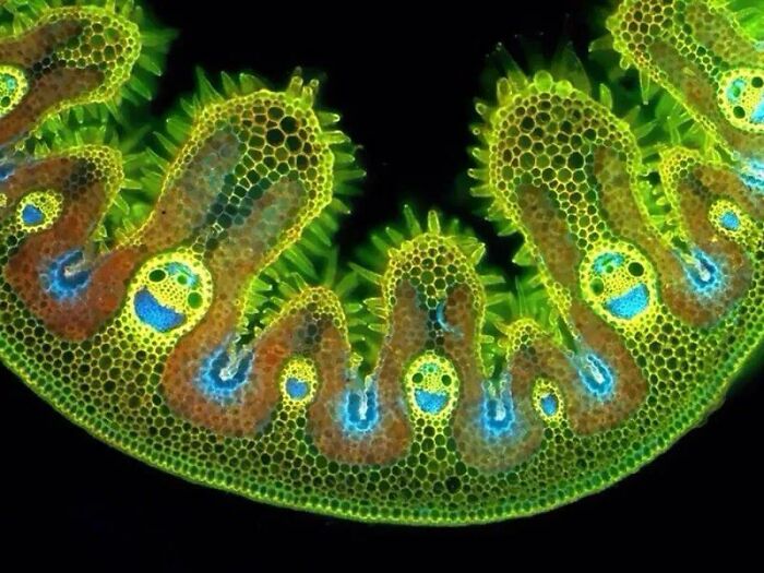 Whoa, These Crazy Close-Up Microscope Pics Will Blow Your Mind