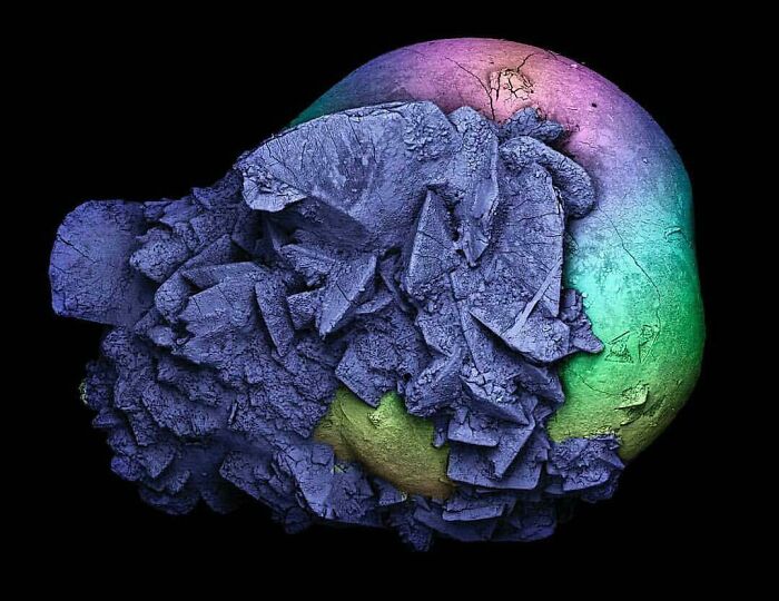 Whoa, These Crazy Close-Up Microscope Pics Will Blow Your Mind