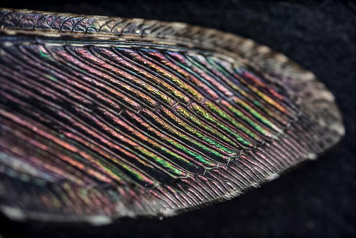 Whoa, These Crazy Close-Up Microscope Pics Will Blow Your Mind