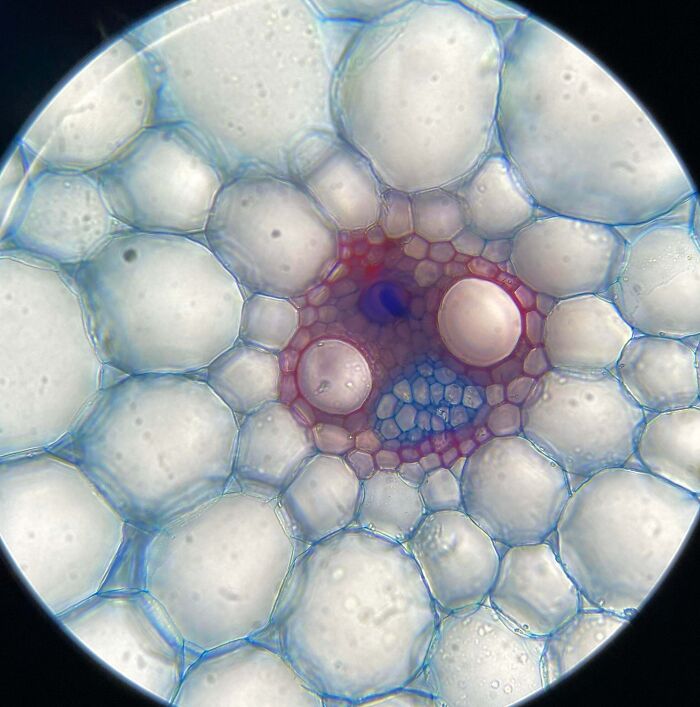 Whoa, These Crazy Close-Up Microscope Pics Will Blow Your Mind