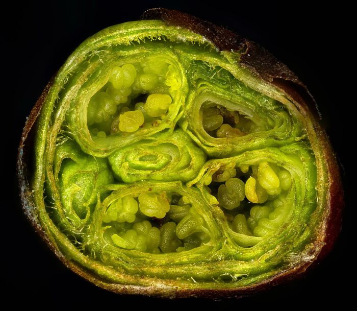 Whoa, These Crazy Close-Up Microscope Pics Will Blow Your Mind