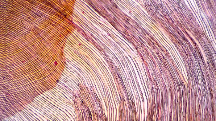 Whoa, These Crazy Close-Up Microscope Pics Will Blow Your Mind