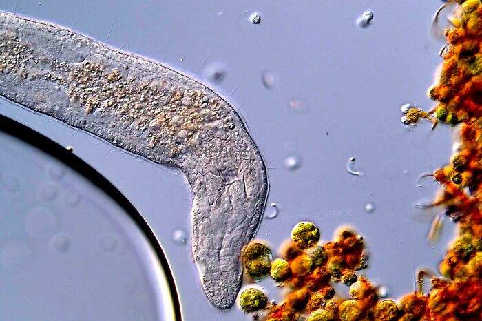 Whoa, These Crazy Close-Up Microscope Pics Will Blow Your Mind