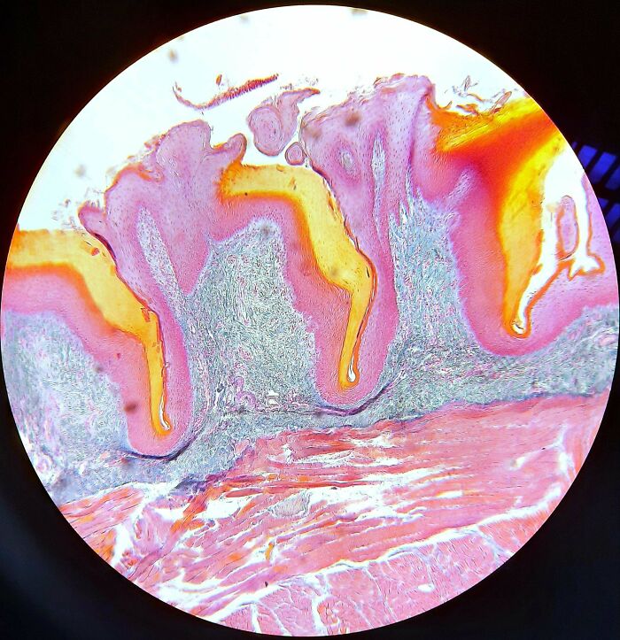 Whoa, These Crazy Close-Up Microscope Pics Will Blow Your Mind