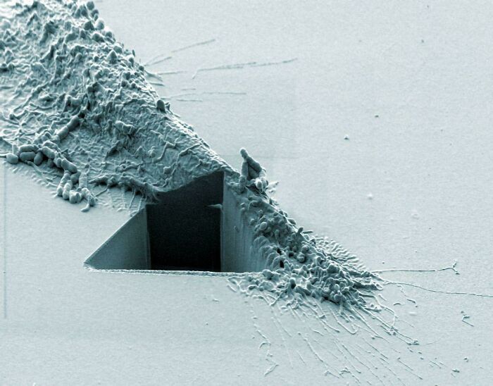 Whoa, These Crazy Close-Up Microscope Pics Will Blow Your Mind