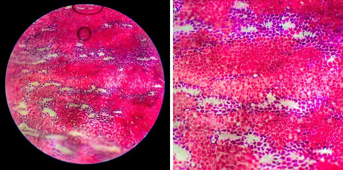 Whoa, These Crazy Close-Up Microscope Pics Will Blow Your Mind