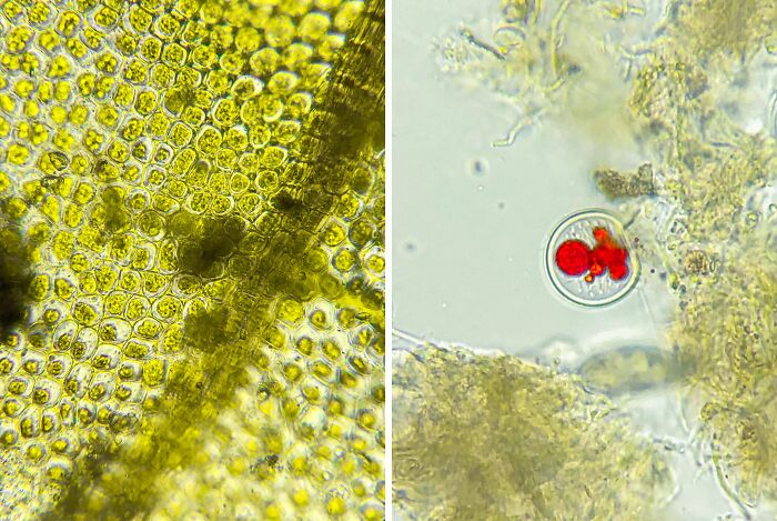 Whoa, These Crazy Close-Up Microscope Pics Will Blow Your Mind