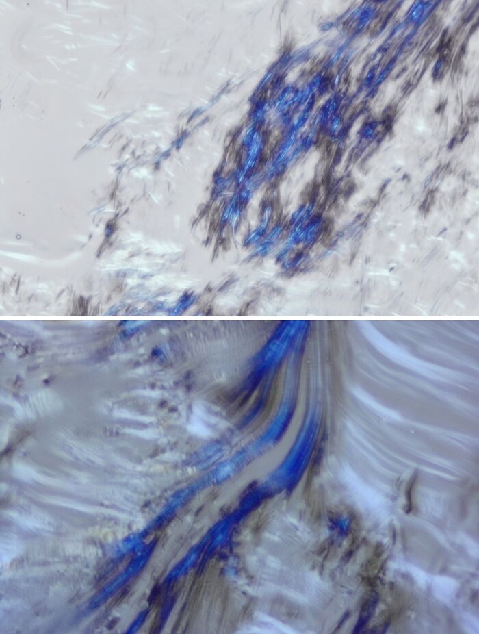 Whoa, These Crazy Close-Up Microscope Pics Will Blow Your Mind