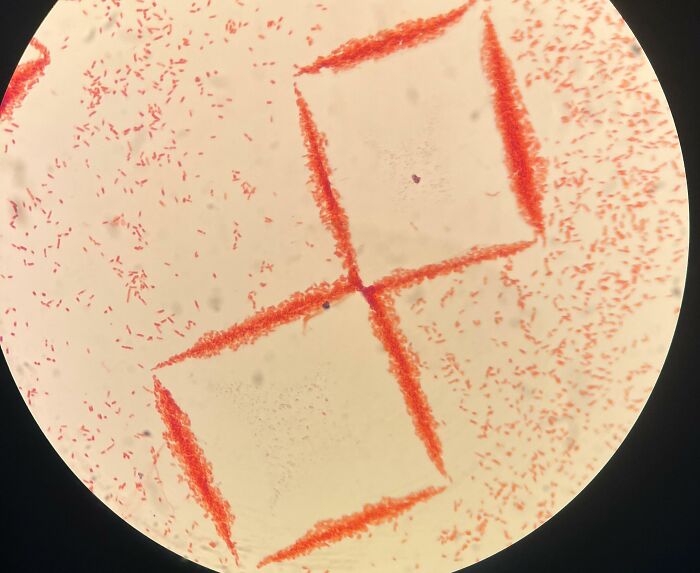 Whoa, These Crazy Close-Up Microscope Pics Will Blow Your Mind