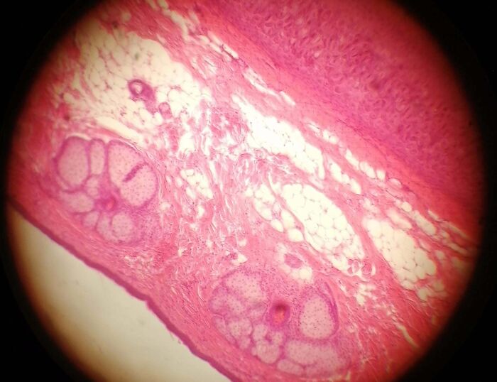 Whoa, These Crazy Close-Up Microscope Pics Will Blow Your Mind