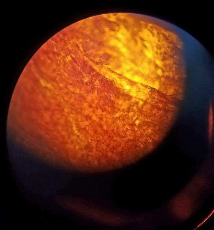 Whoa, These Crazy Close-Up Microscope Pics Will Blow Your Mind