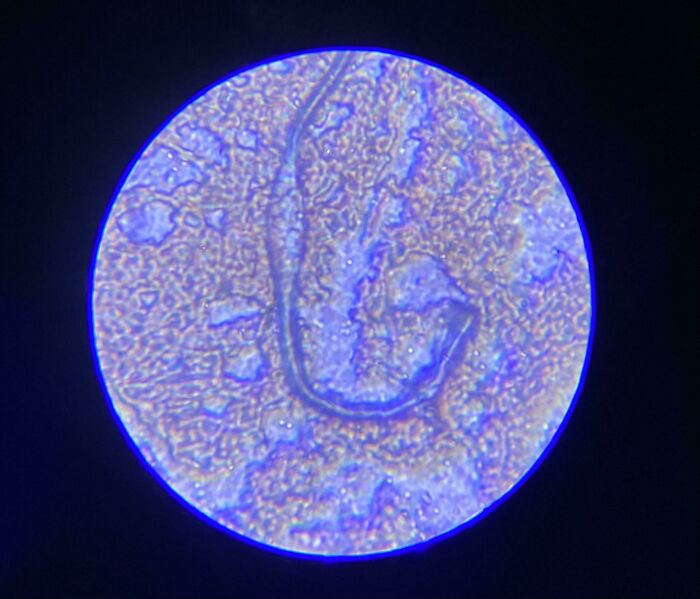 Whoa, These Crazy Close-Up Microscope Pics Will Blow Your Mind