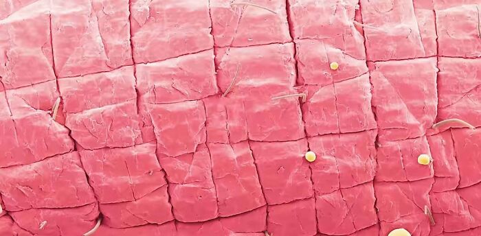 Whoa, These Crazy Close-Up Microscope Pics Will Blow Your Mind