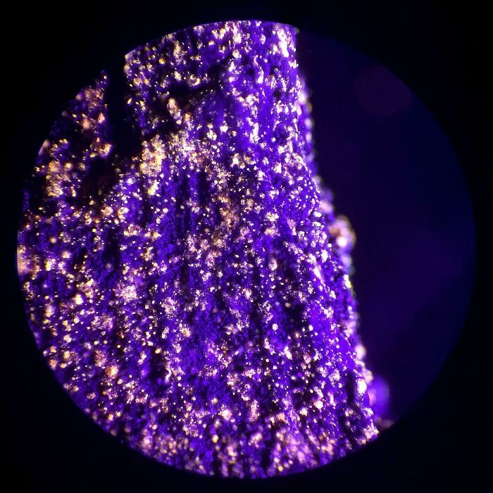 Whoa, These Crazy Close-Up Microscope Pics Will Blow Your Mind