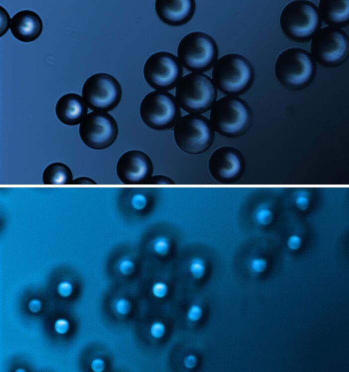 Whoa, These Crazy Close-Up Microscope Pics Will Blow Your Mind