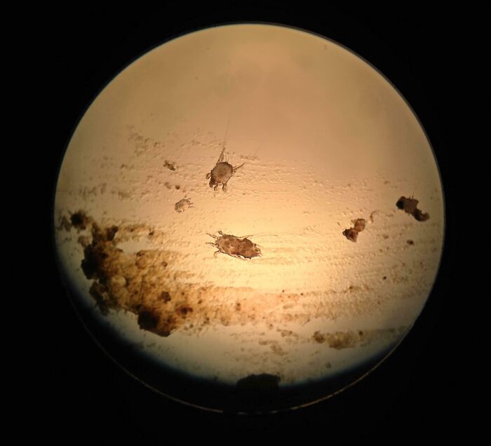 Whoa, These Crazy Close-Up Microscope Pics Will Blow Your Mind