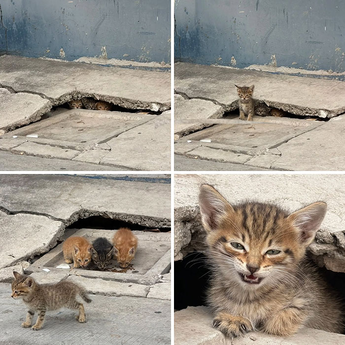 Cat Memes So Good, You’ll Forget How to Adult!