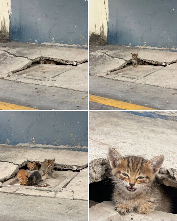 Cat Memes So Good, You'll Forget How to Adult!