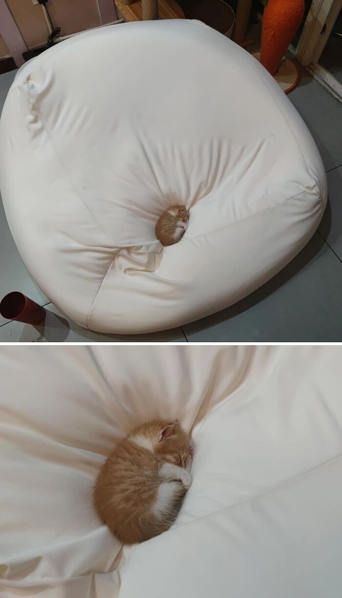 Cat Memes So Good, You'll Forget How to Adult!