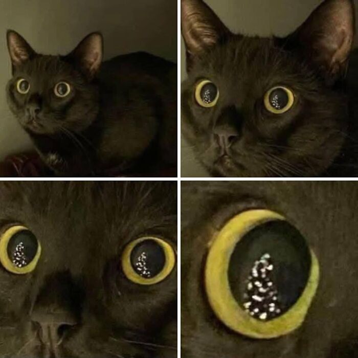 Cat Memes So Good, You'll Forget How to Adult!