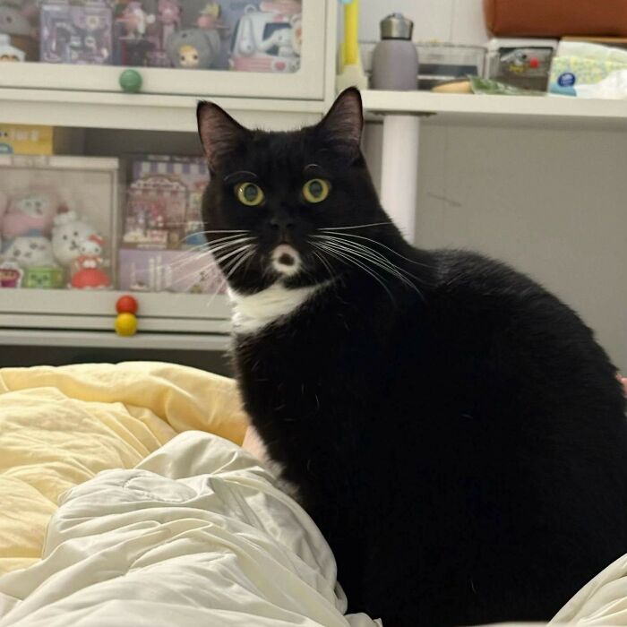 Cat Memes So Good, You'll Forget How to Adult!