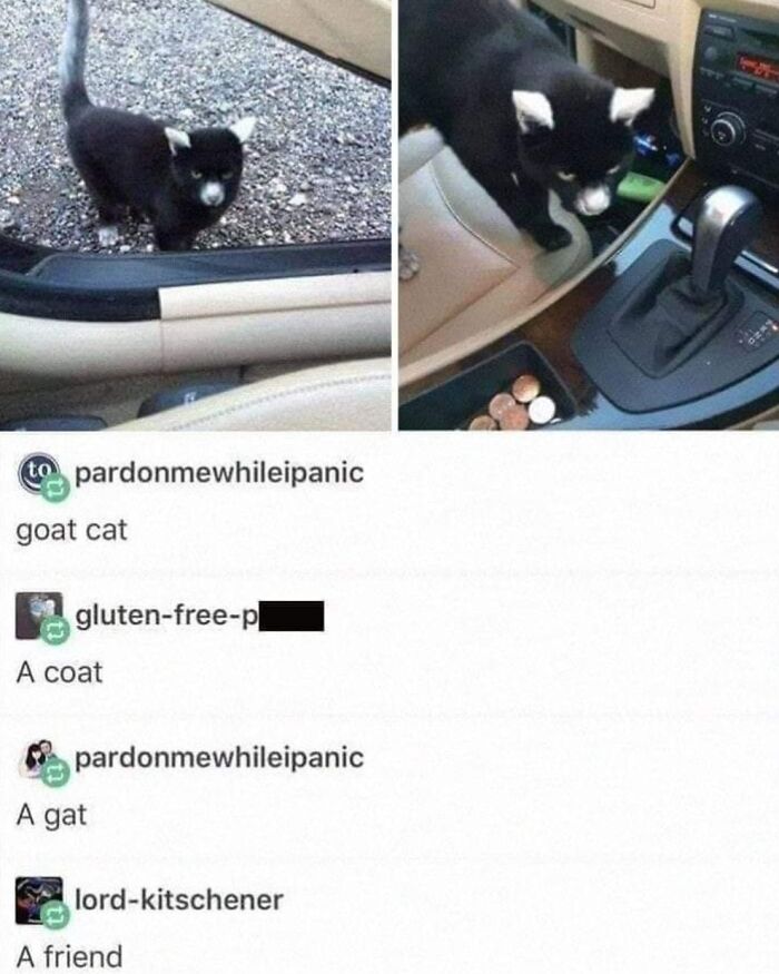 Cat Memes So Good, You'll Forget How to Adult!