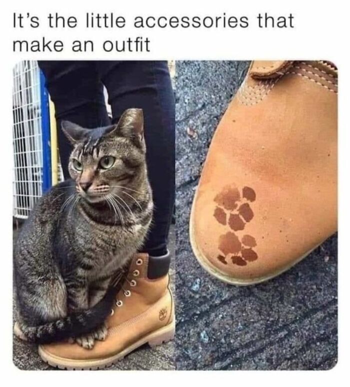 Cat Memes So Good, You'll Forget How to Adult!