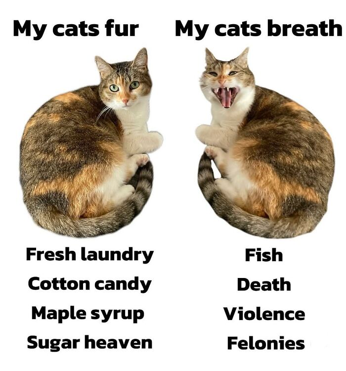 Cat Memes So Good, You'll Forget How to Adult!