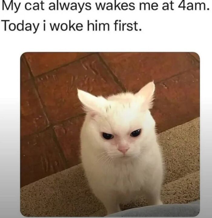 Cat Memes So Good, You'll Forget How to Adult!