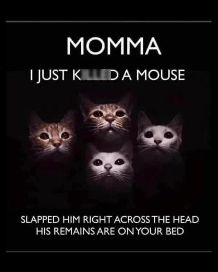 Cat Memes So Good, You'll Forget How to Adult!