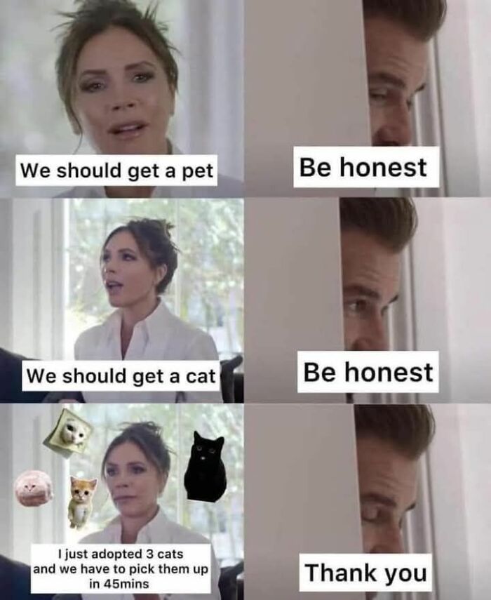 Cat Memes So Good, You'll Forget How to Adult!