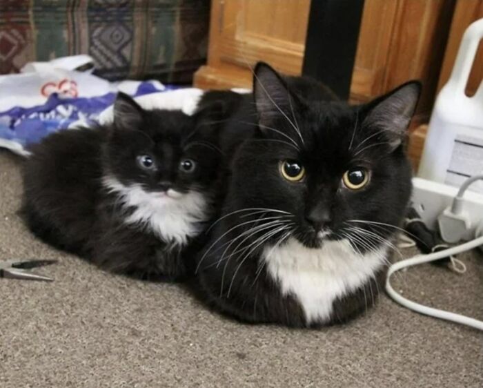 Cat Memes So Good, You'll Forget How to Adult!