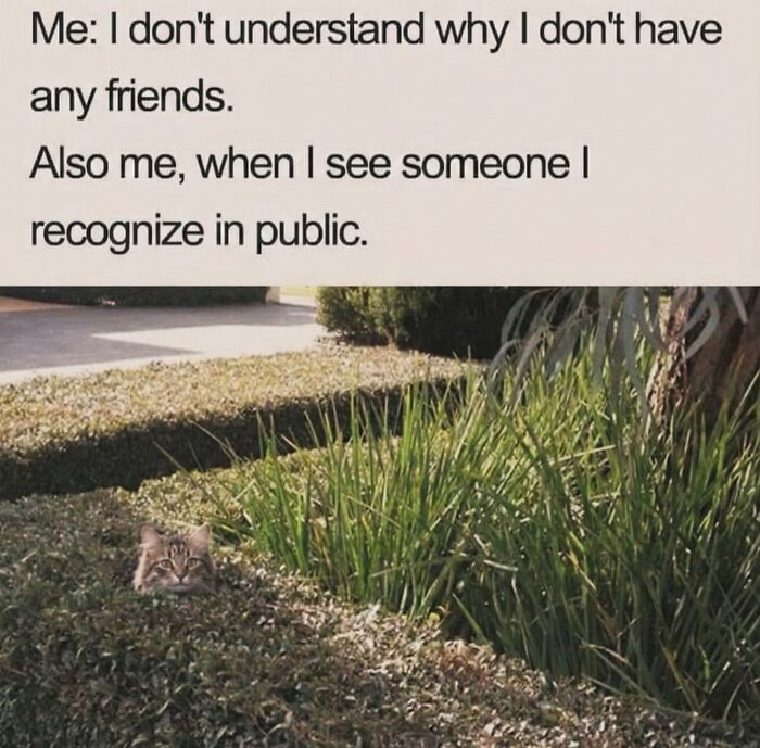 Cat Memes So Good, You'll Forget How to Adult!