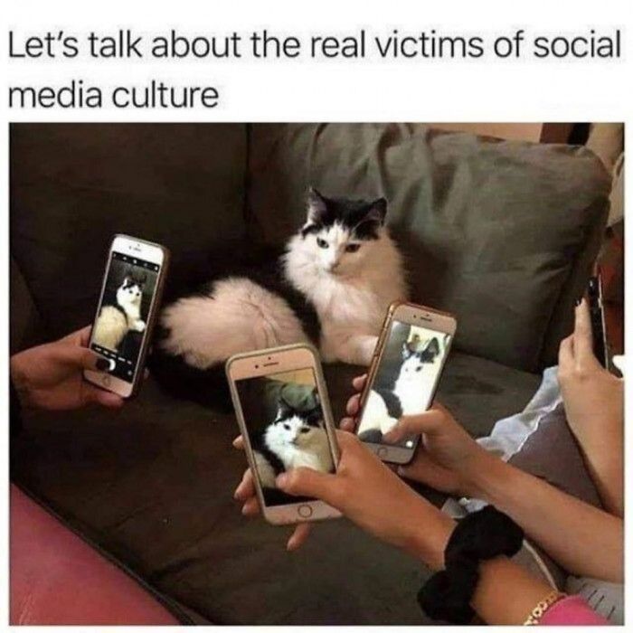 Cat Memes So Good, You'll Forget How to Adult!
