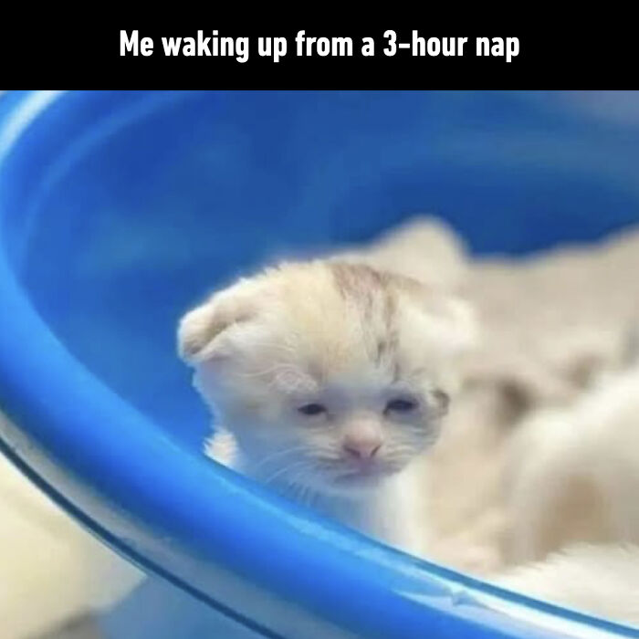 Cat Memes So Good, You'll Forget How to Adult!