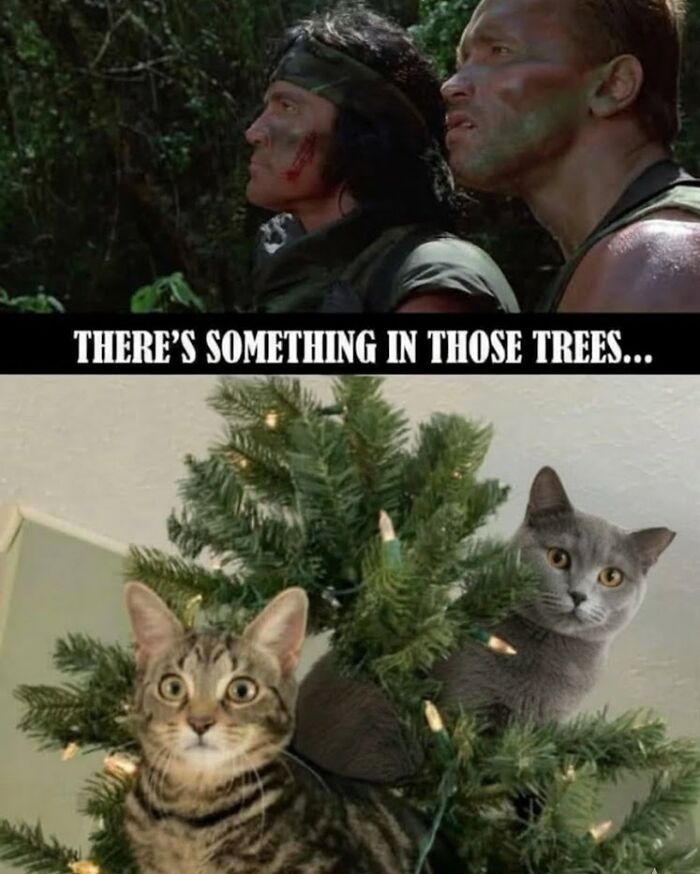 Cat Memes So Good, You'll Forget How to Adult!