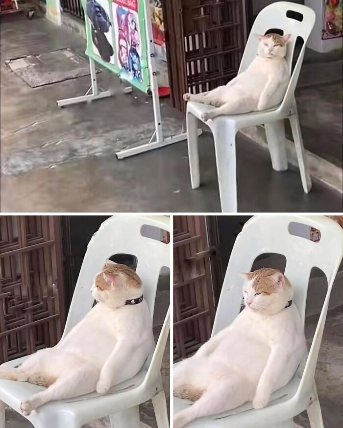 Cat Memes So Good, You'll Forget How to Adult!