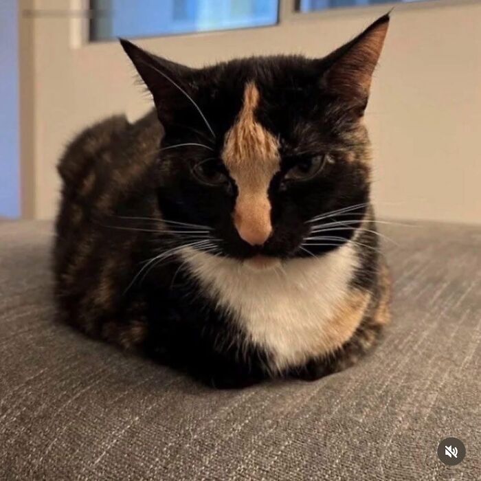 Cat Memes So Good, You'll Forget How to Adult!