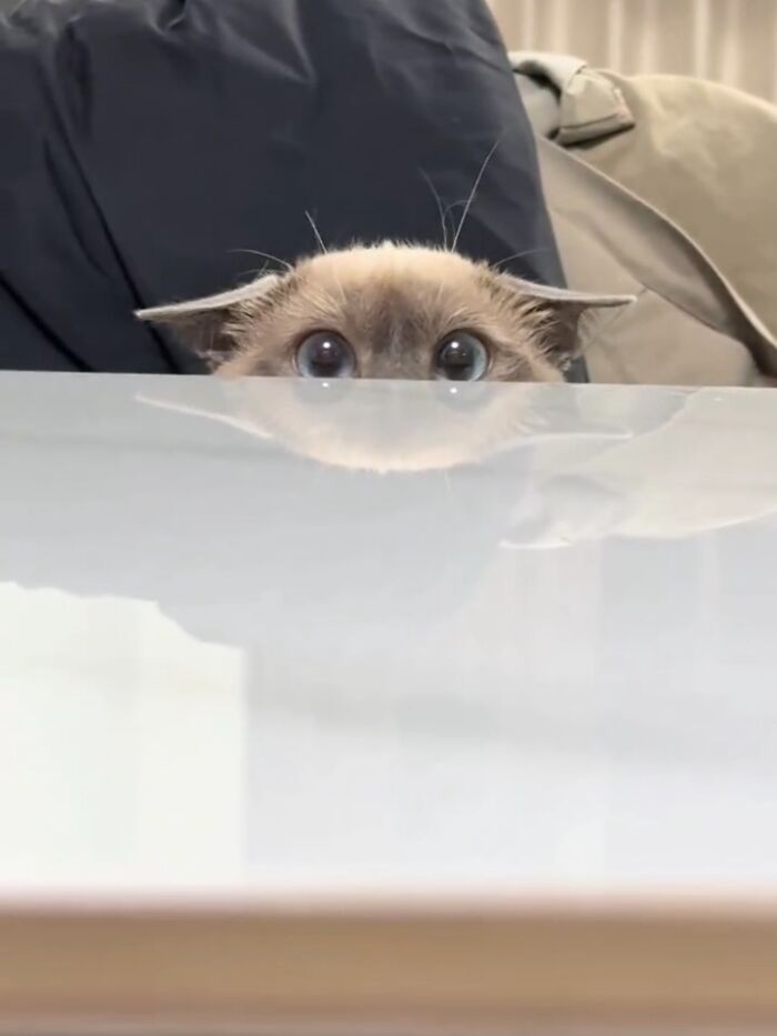 Cat Memes So Good, You'll Forget How to Adult!