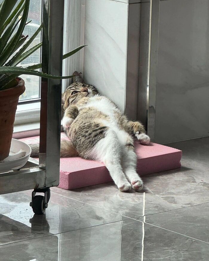 Cat Memes So Good, You'll Forget How to Adult!