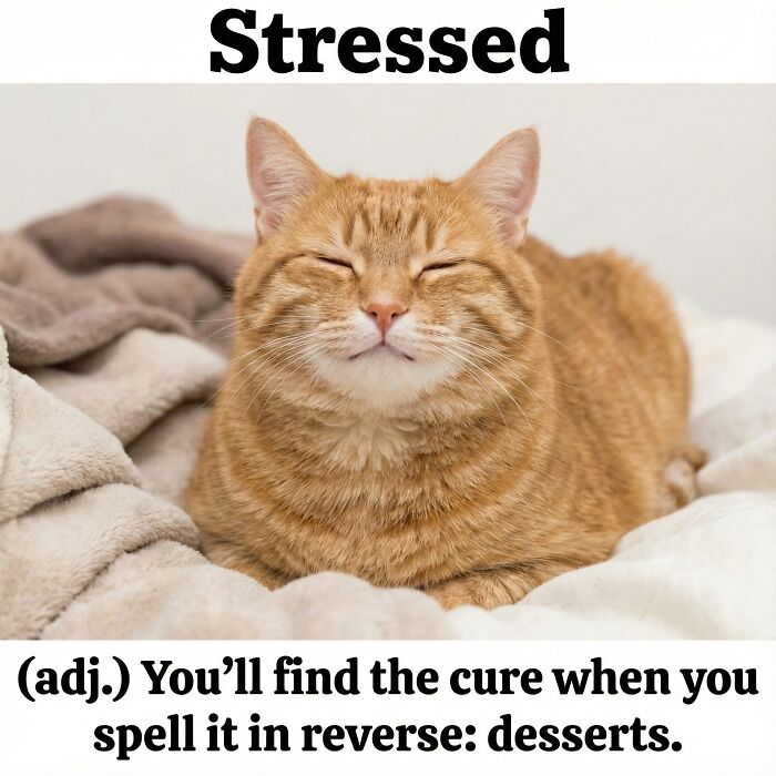 Cat Memes So Good, You'll Forget How to Adult!