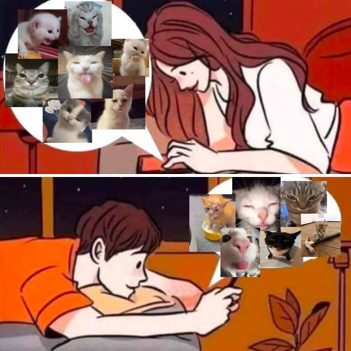 Cat Memes So Good, You'll Forget How to Adult!
