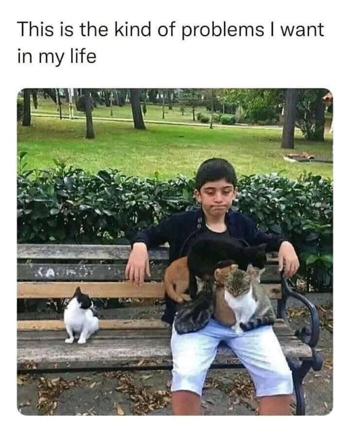 Cat Memes So Good, You'll Forget How to Adult!