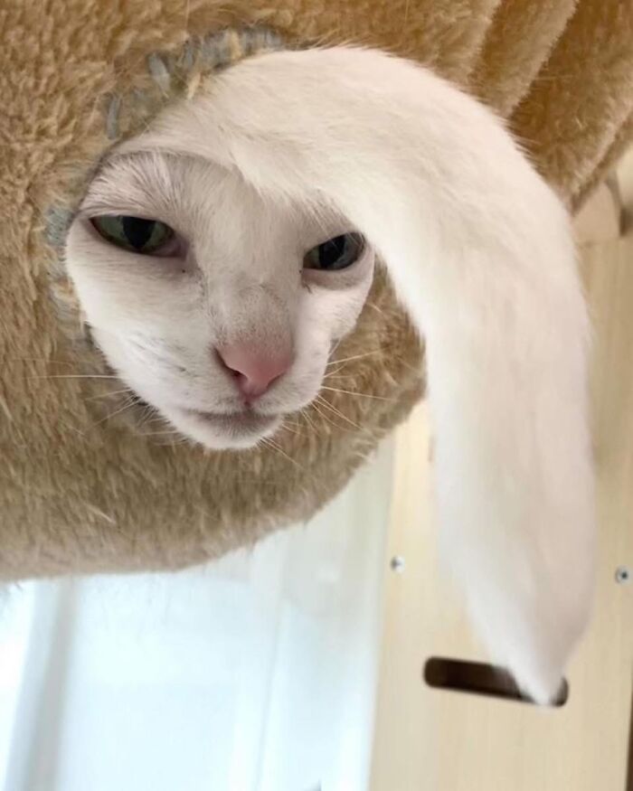 Cat Memes So Good, You'll Forget How to Adult!