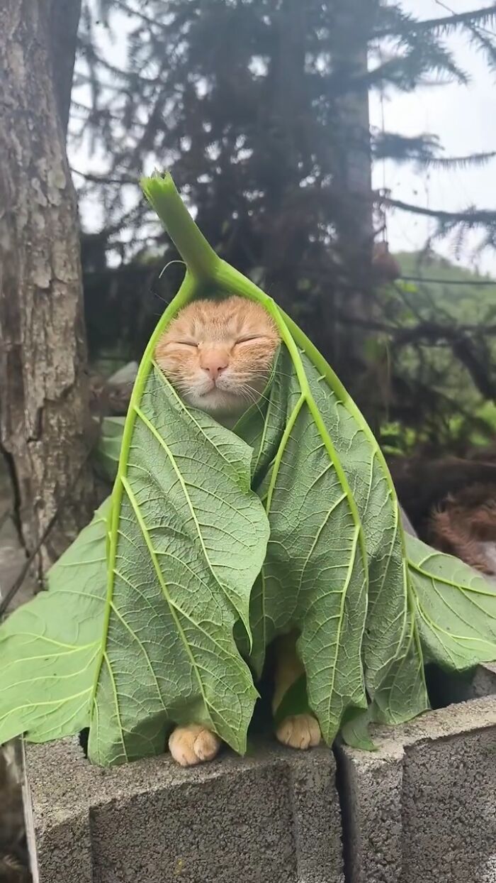 Cat Memes So Good, You'll Forget How to Adult!