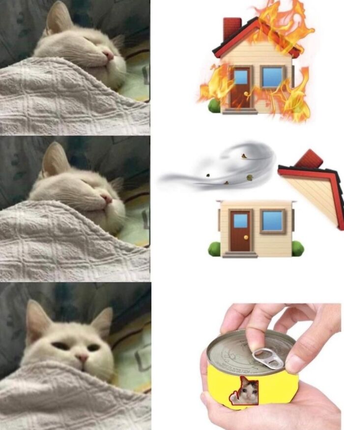 Cat Memes So Good, You'll Forget How to Adult!