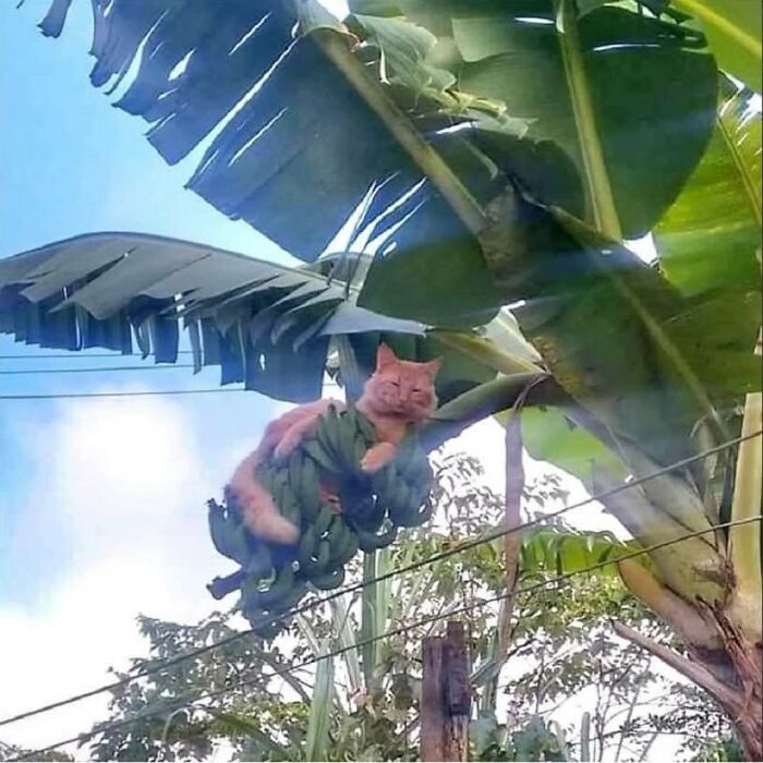 Cat Memes So Good, You'll Forget How to Adult!