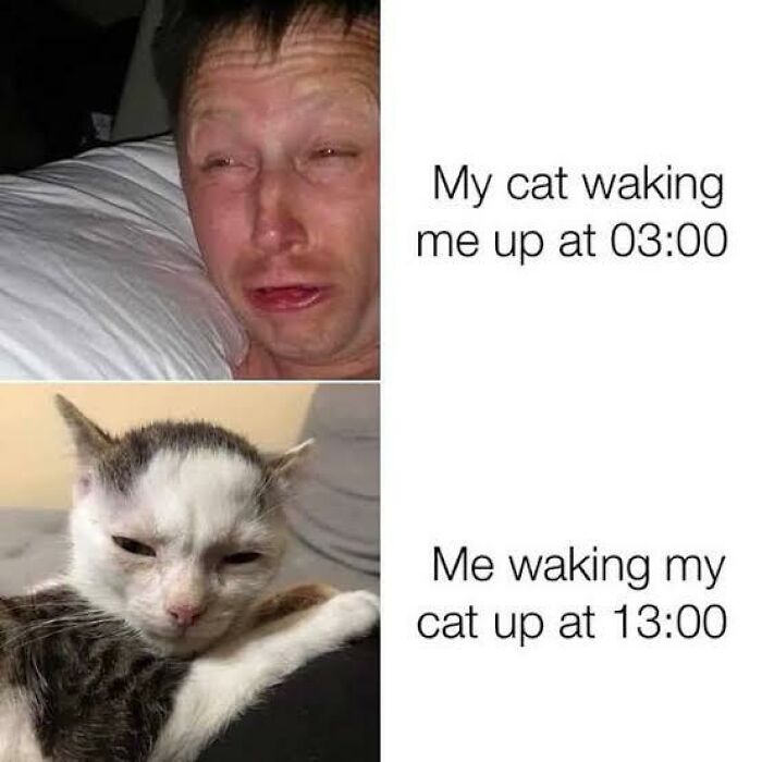 Cat Memes So Good, You'll Forget How to Adult!