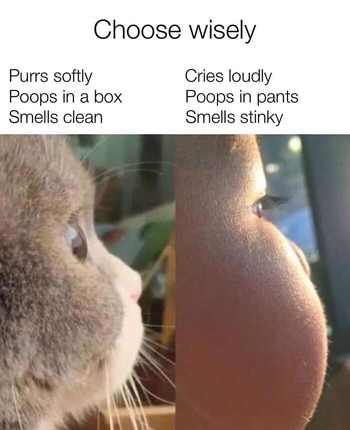 Cat Memes So Good, You'll Forget How to Adult!